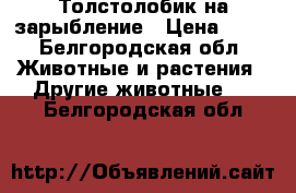 Толстолобик на зарыбление › Цена ­ 30 - Белгородская обл. Животные и растения » Другие животные   . Белгородская обл.